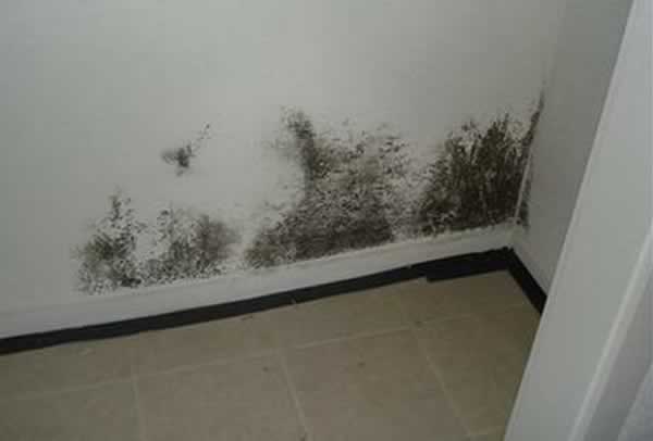 Is Black Mold Really a Toxic Cause for Panic?